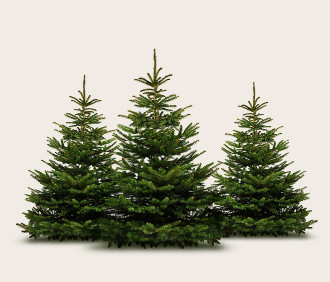 Tannenbaum